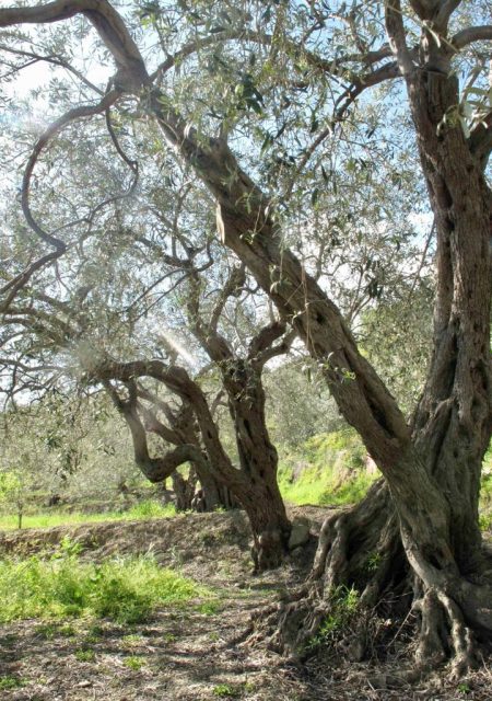 Risersvasale è situato sulle colline che si innalzano alle spalle del Golfo di Naxos