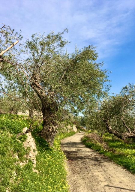 Risersvasale è situato sulle colline che si innalzano alle spalle del Golfo di Naxos