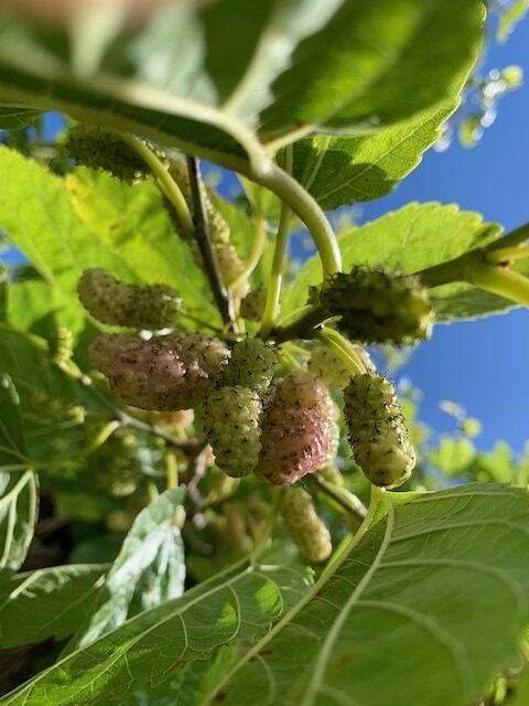 L’azienda biologica Riservasale