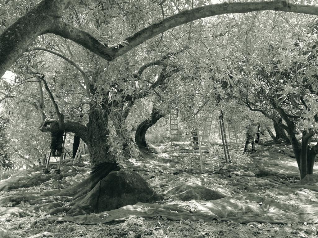 Olio Gentilizio di Riservasale